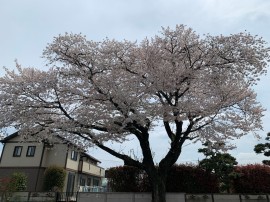 さくら満開です🌸